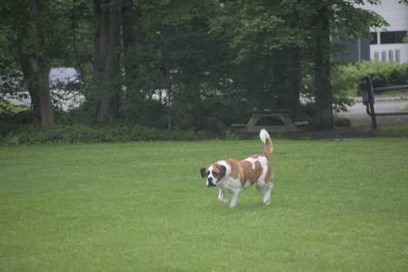 20250531_Flowers and Dog Park__DSC0473_.jpg