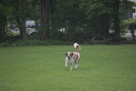 20250531_Flowers and Dog Park__DSC0475_.jpg