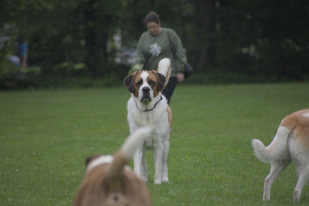 20250531_Flowers and Dog Park__DSC0487_.jpg