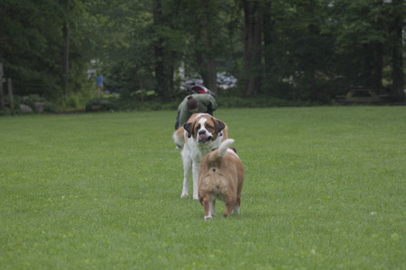 20250531_Flowers and Dog Park__DSC0491_.jpg