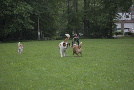 20250531_Flowers and Dog Park__DSC0493_.jpg