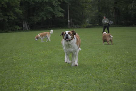 20250531_Flowers and Dog Park__DSC0503_.jpg