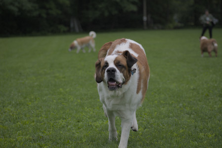 20250531_Flowers and Dog Park__DSC0506_.jpg