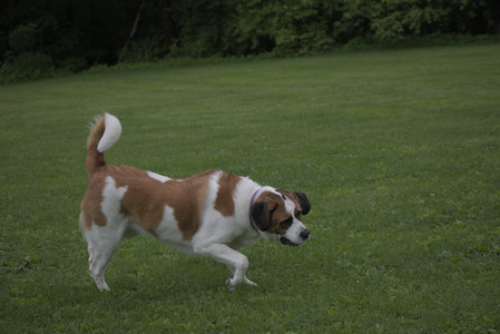 20250531_Flowers and Dog Park__DSC0508_.jpg