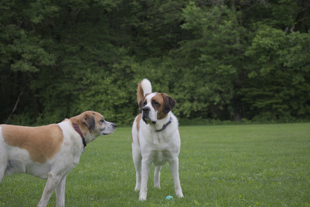 20250531_Flowers and Dog Park__DSC0518_.jpg