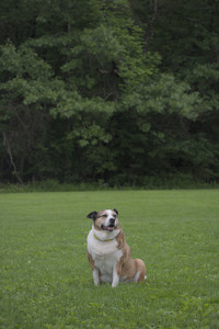 20250531_Flowers and Dog Park__DSC0526_.jpg