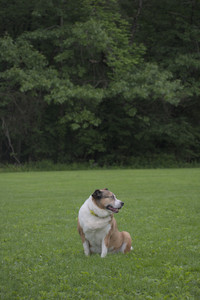 20250531_Flowers and Dog Park__DSC0527_.jpg