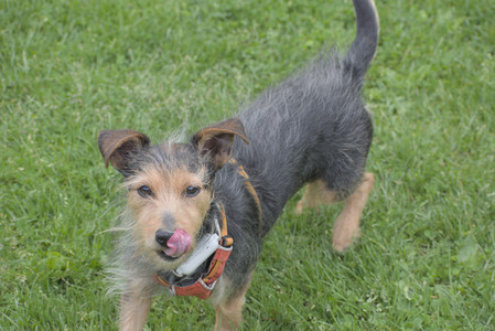 20250601_Dog park and flowers and birds__DSC0019_.jpg