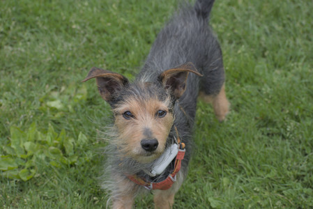 20250601_Dog park and flowers and birds__DSC0020_.jpg