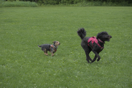 20250601_Dog park and flowers and birds__DSC0023_.jpg