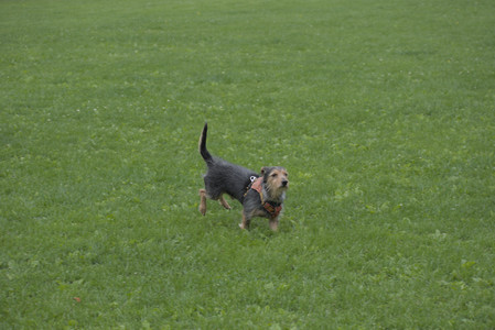 20250601_Dog park and flowers and birds__DSC0027_.jpg