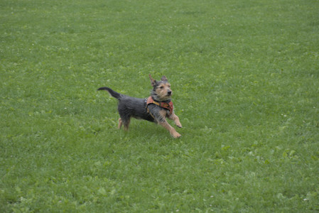 20250601_Dog park and flowers and birds__DSC0028_.jpg