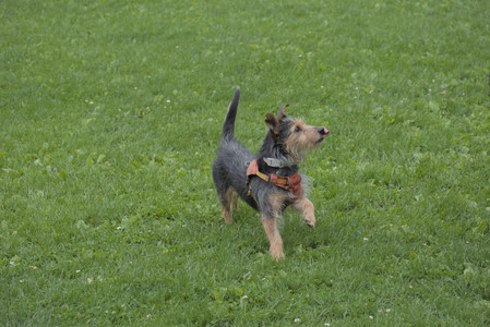 20250601_Dog park and flowers and birds__DSC0030_.jpg