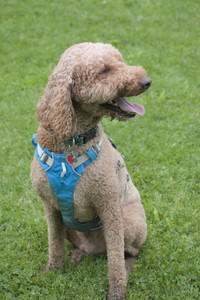 20250601_Dog park and flowers and birds__DSC0031_.jpg