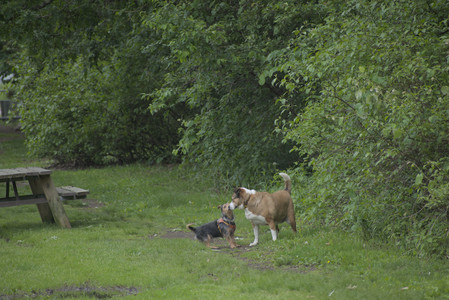20250601_Dog park and flowers and birds__DSC0039_.jpg