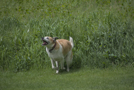 20250601_Dog park and flowers and birds__DSC0096_.jpg