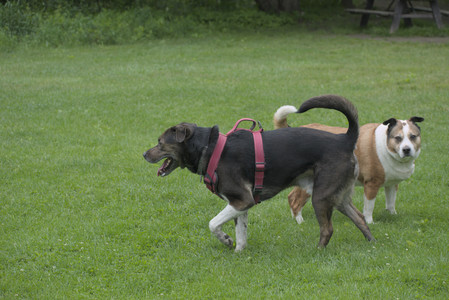 20250601_Dog park and flowers and birds__DSC0101_.jpg