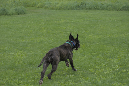 20250601_Dog park and flowers and birds__DSC0104_.jpg