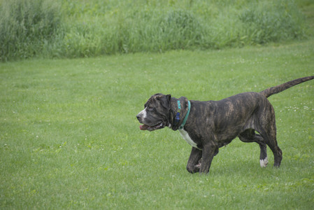 20250601_Dog park and flowers and birds__DSC0109_.jpg