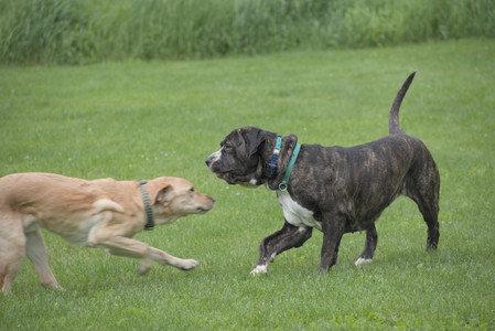 20250601_Dog park and flowers and birds__DSC0112_.jpg