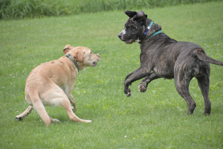 20250601_Dog park and flowers and birds__DSC0115_.jpg