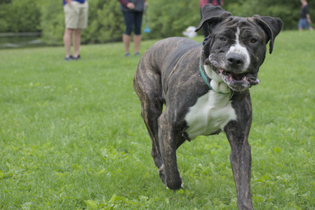 20250601_Dog park and flowers and birds__DSC0132_.jpg