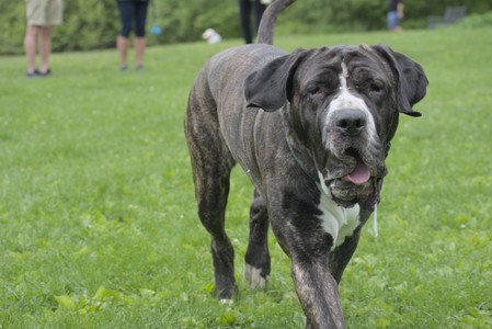 20250601_Dog park and flowers and birds__DSC0133_.jpg