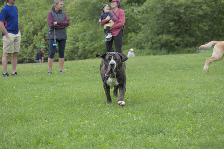20250601_Dog park and flowers and birds__DSC0146_.jpg