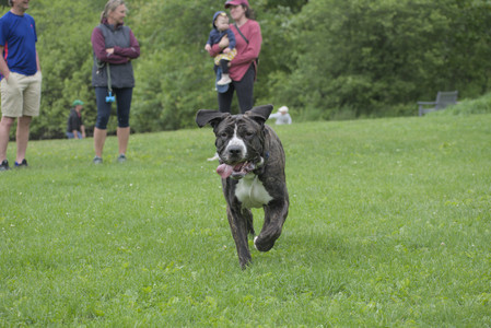 20250601_Dog park and flowers and birds__DSC0148_.jpg