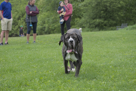 20250601_Dog park and flowers and birds__DSC0149_.jpg