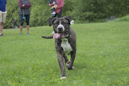 20250601_Dog park and flowers and birds__DSC0150_.jpg