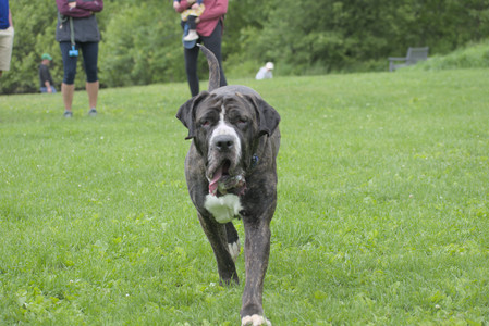 20250601_Dog park and flowers and birds__DSC0151_.jpg
