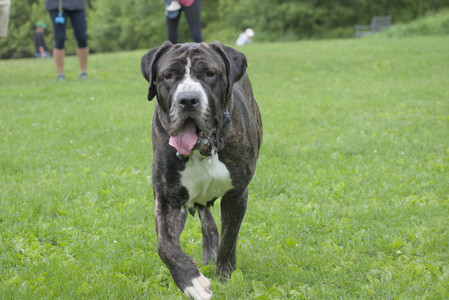 20250601_Dog park and flowers and birds__DSC0152_.jpg