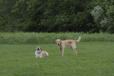 20250601_Dog park and flowers and birds__DSC0154_.jpg