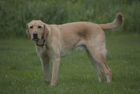 20250601_Dog park and flowers and birds__DSC0157_.jpg