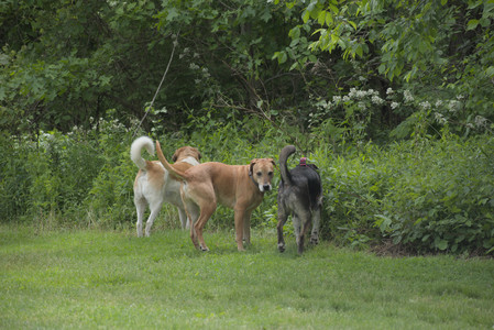 20250601_Dog park and flowers and birds__DSC0158_.jpg