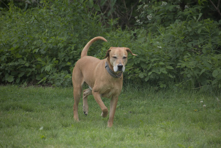 20250601_Dog park and flowers and birds__DSC0162_.jpg