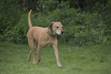 20250601_Dog park and flowers and birds__DSC0164_.jpg