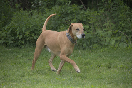 20250601_Dog park and flowers and birds__DSC0165_.jpg