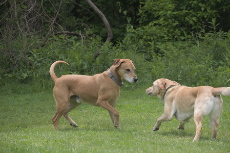 20250601_Dog park and flowers and birds__DSC0167_.jpg