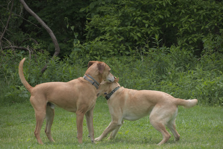20250601_Dog park and flowers and birds__DSC0168_.jpg