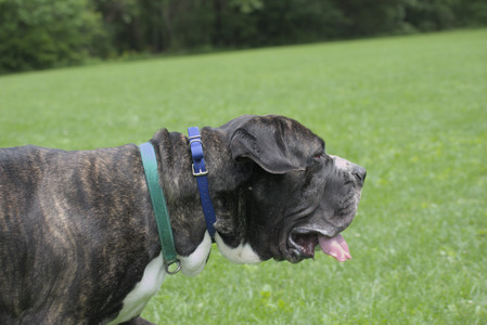 20250601_Dog park and flowers and birds__DSC0171_.jpg