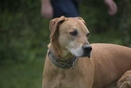 20250601_Dog park and flowers and birds__DSC0175_.jpg