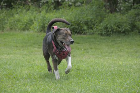 20250601_Dog park and flowers and birds__DSC0179_.jpg