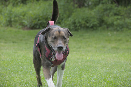 20250601_Dog park and flowers and birds__DSC0182_.jpg