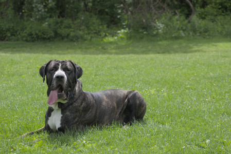 20250601_Dog park and flowers and birds__DSC0188_.jpg