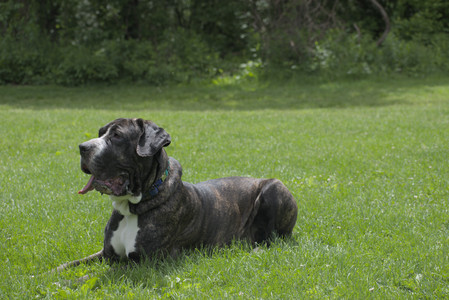 20250601_Dog park and flowers and birds__DSC0189_.jpg