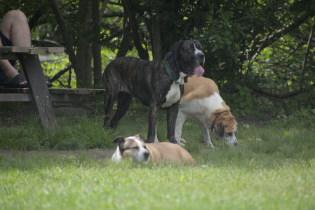 20250601_Dog park and flowers and birds__DSC0199_.jpg