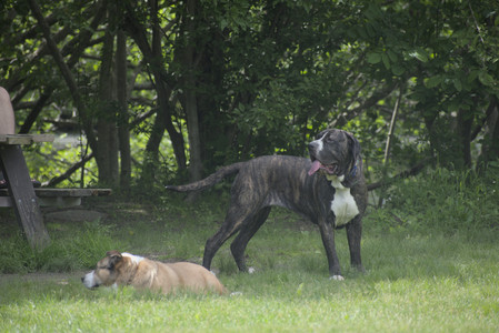 20250601_Dog park and flowers and birds__DSC0216_.jpg