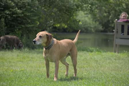 20250601_Dog park and flowers and birds__DSC0238_.jpg